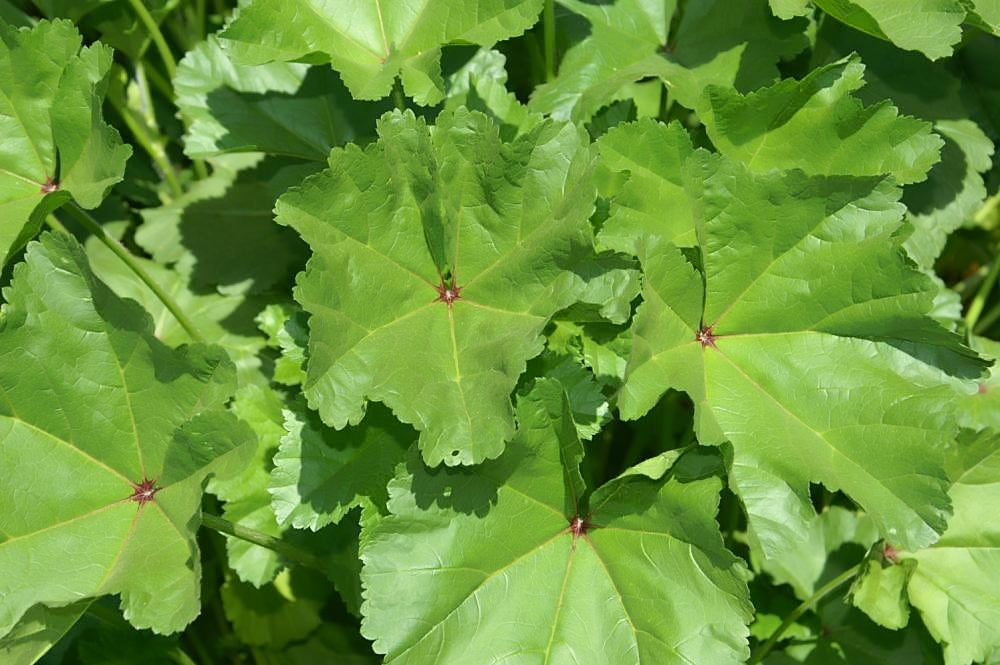 Common Mallow