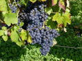 Grape 'Marshall Joffre'