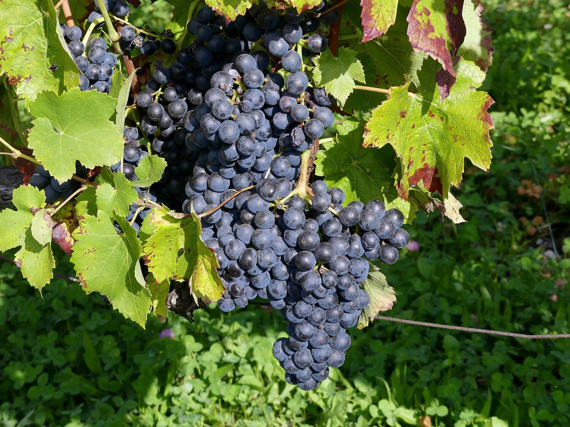Grape 'Marshall Joffre'