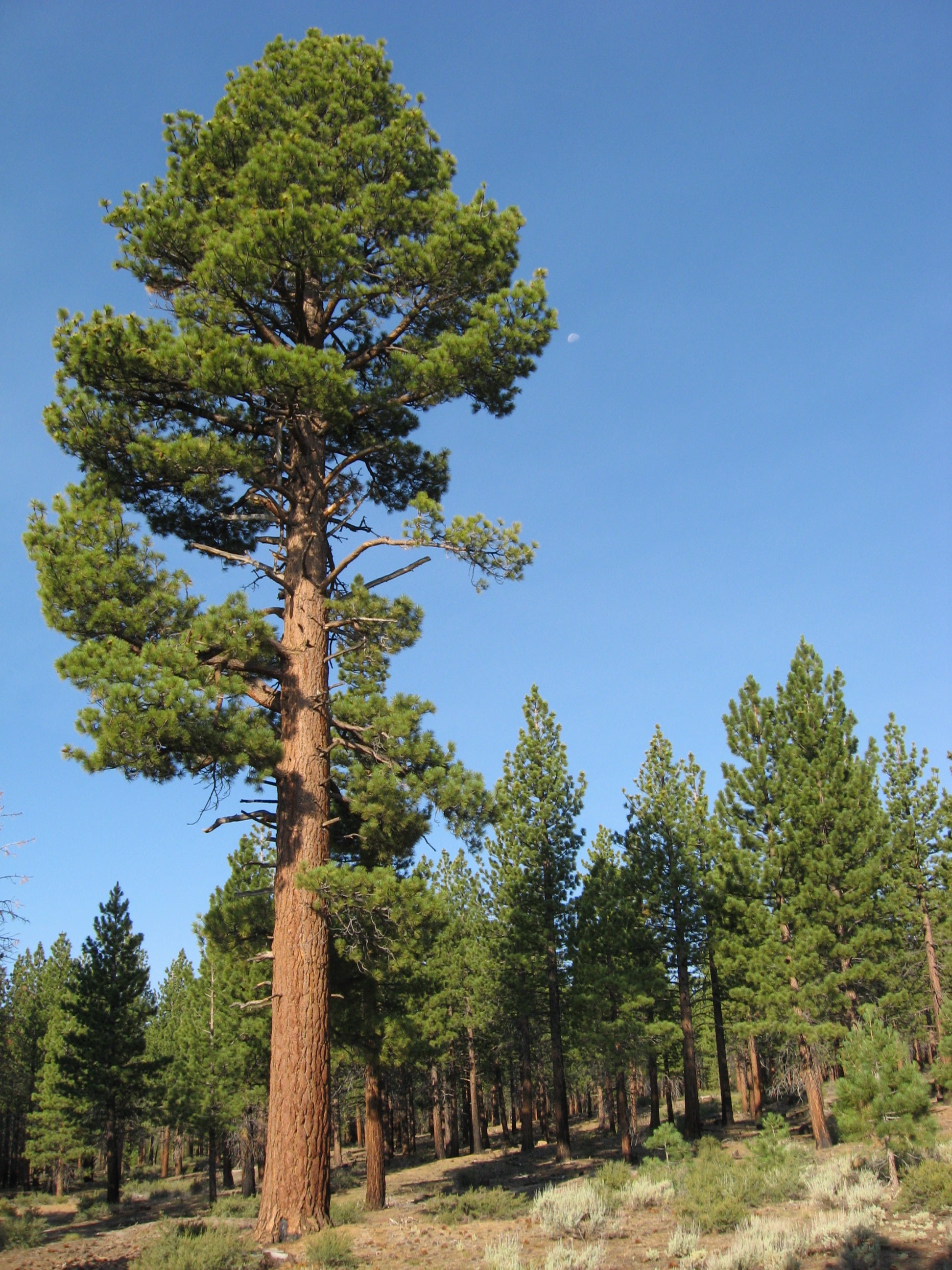Jeffery Pine