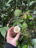 Maypop