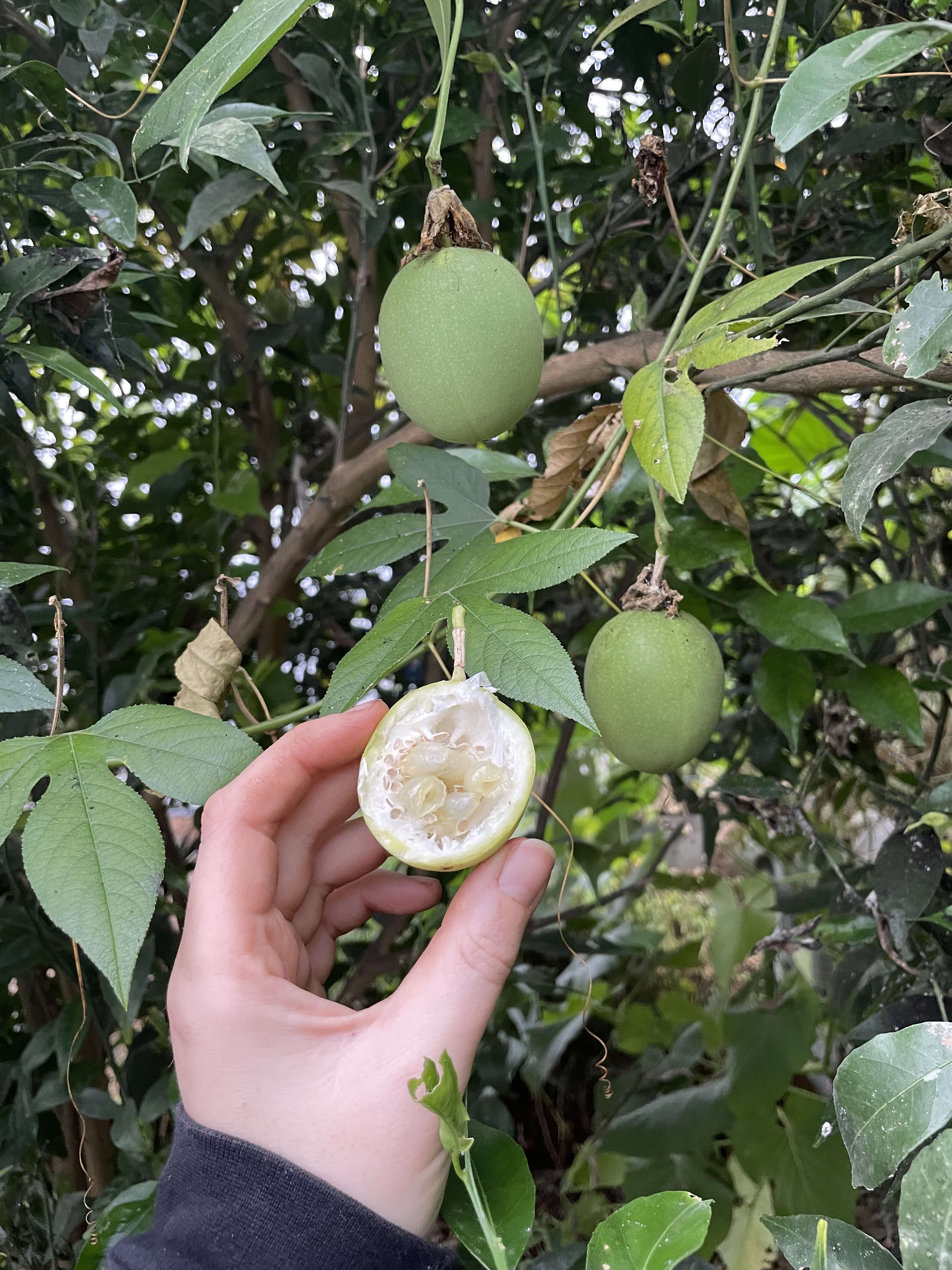 Maypop