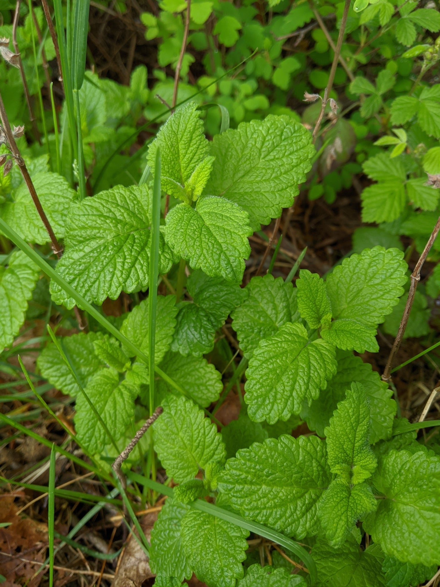 Lemon Balm 'Mandarina'