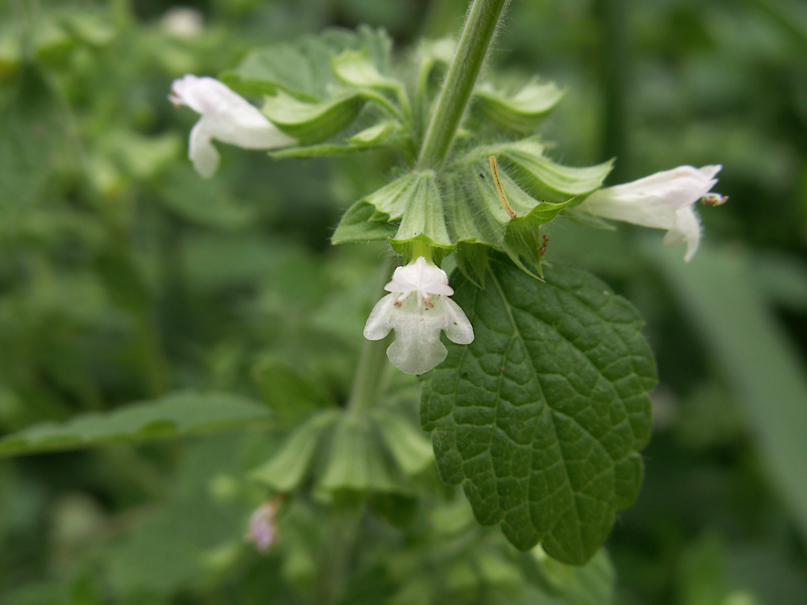 Lemon Balm