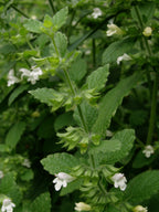 Lemon Balm 'Mandarina'