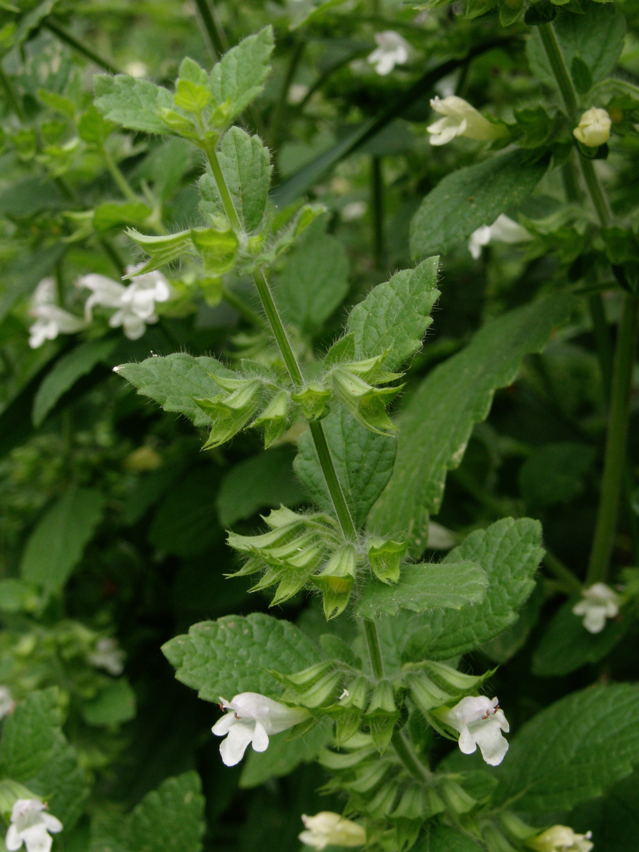 Lemon Balm 'Mandarina'