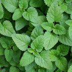 Lemon Balm