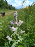 Silver-leaved Mint