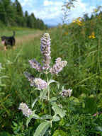 Silver-leaved Mint