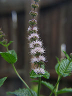 Spearmint