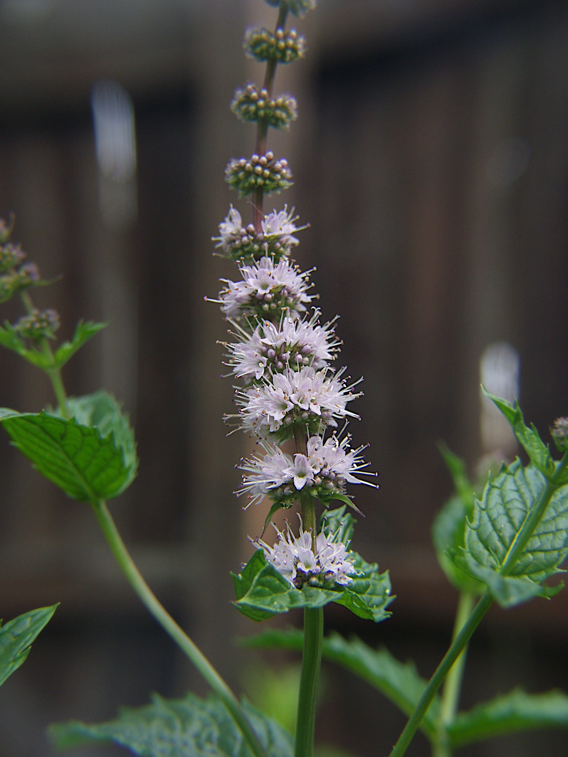 Spearmint