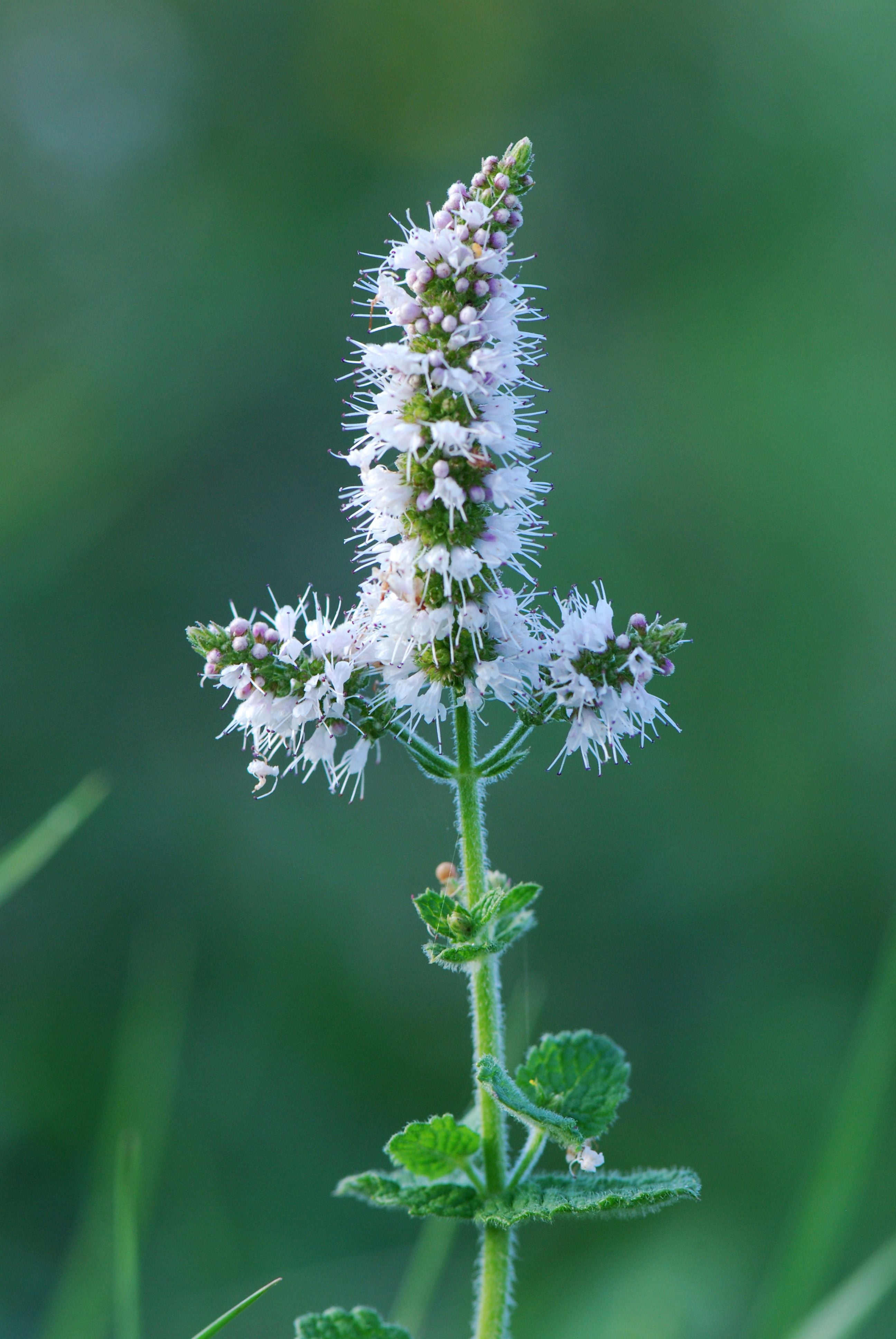 Apple Mint
