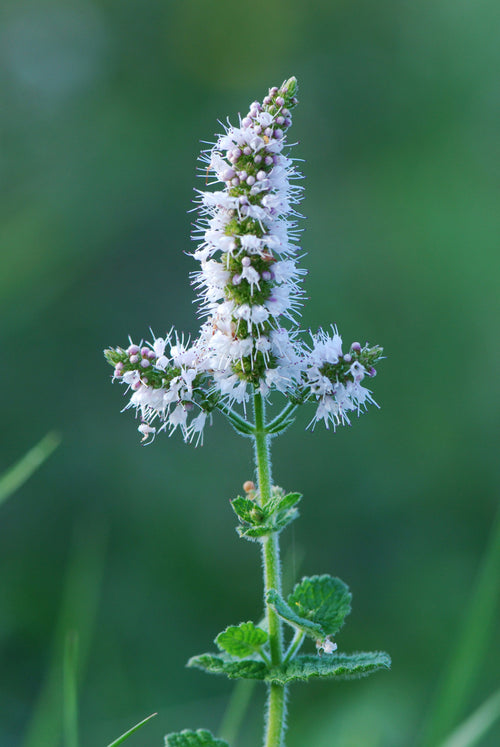 Apple Mint
