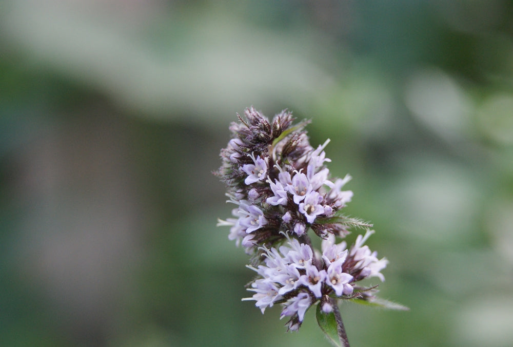 Black Peppermint