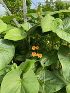 Mexican Pepper Leaf