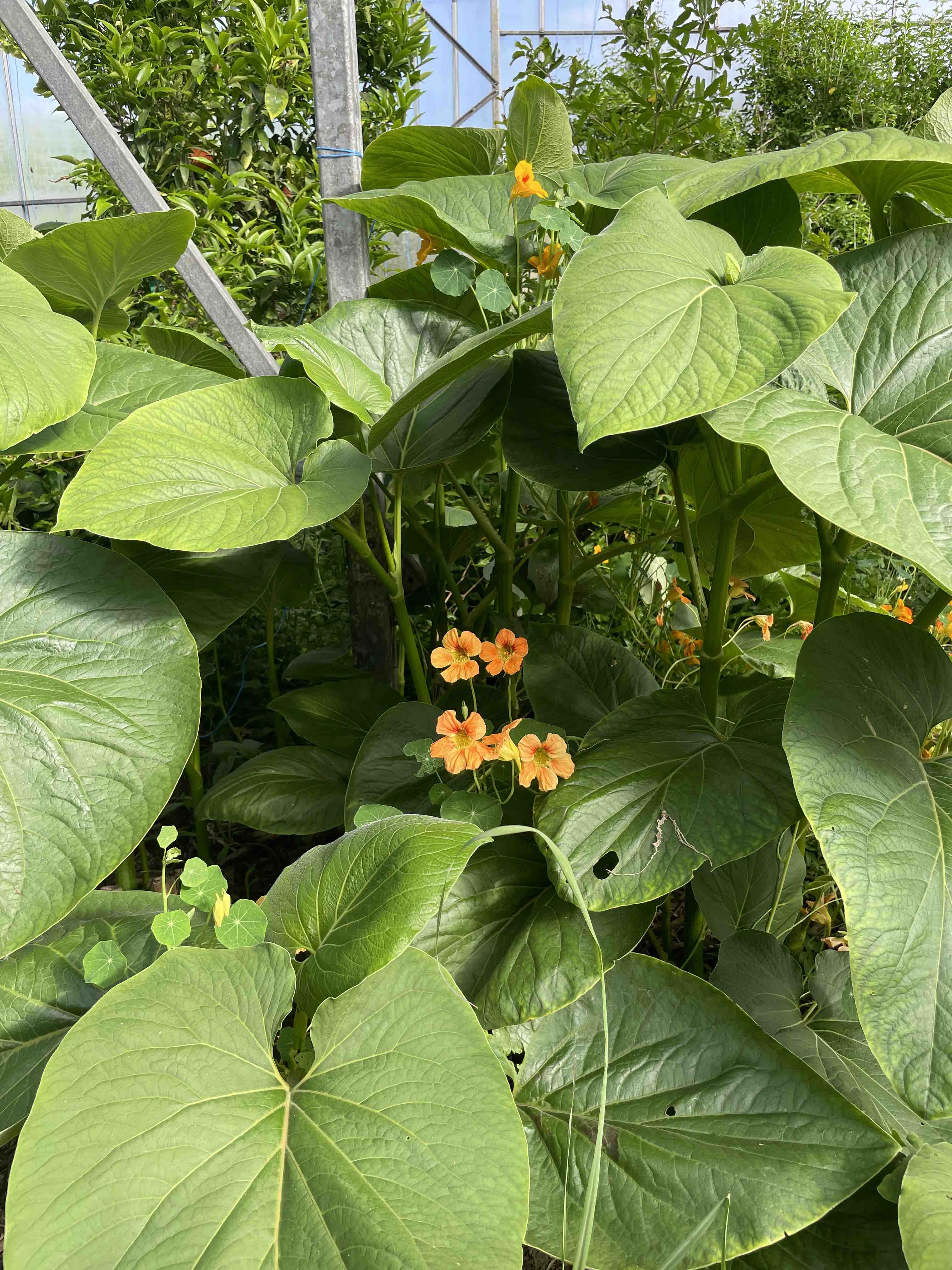 Mexican Pepper Leaf