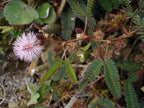 Sensitive Plant