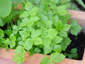 Japanese Parsley