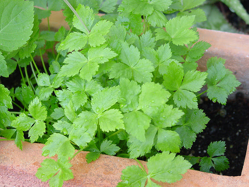 Japanese Parsley
