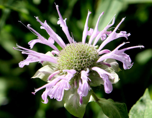 Bee Balm