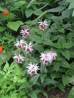 Eastern Bee Balm