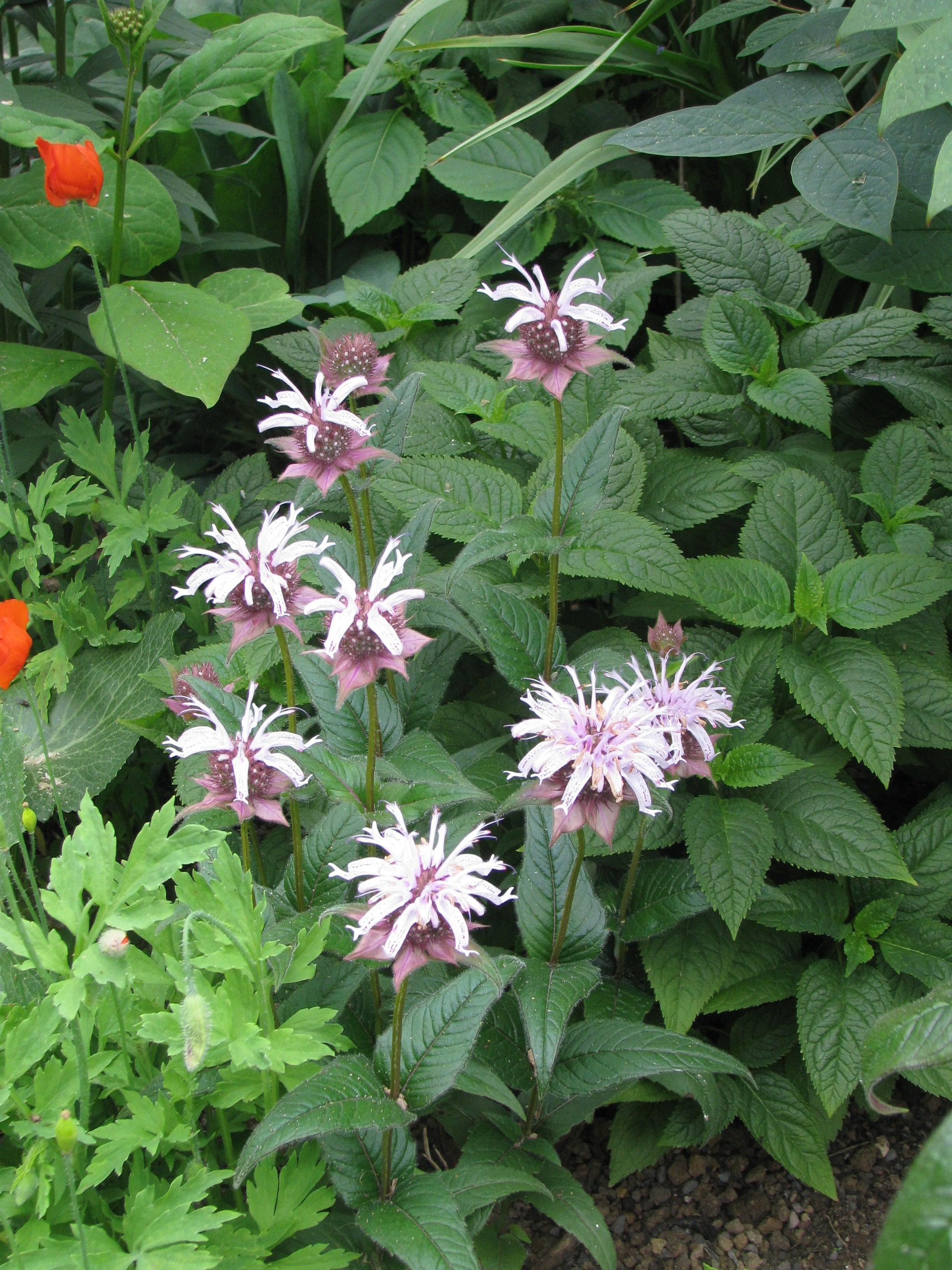Eastern Bee Balm