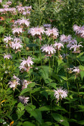 Eastern Bee Balm