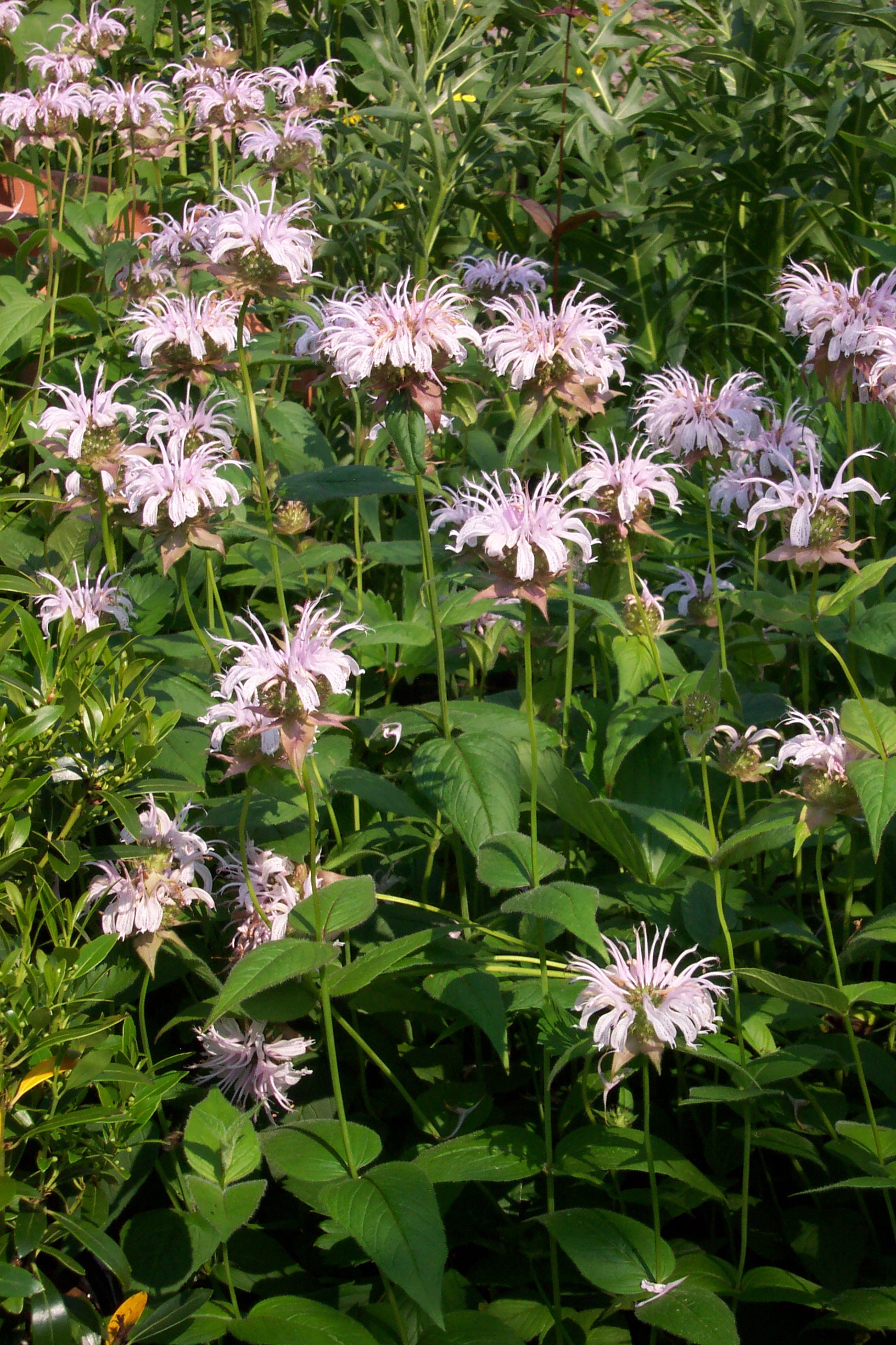 Eastern Bee Balm