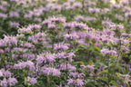Bee Balm