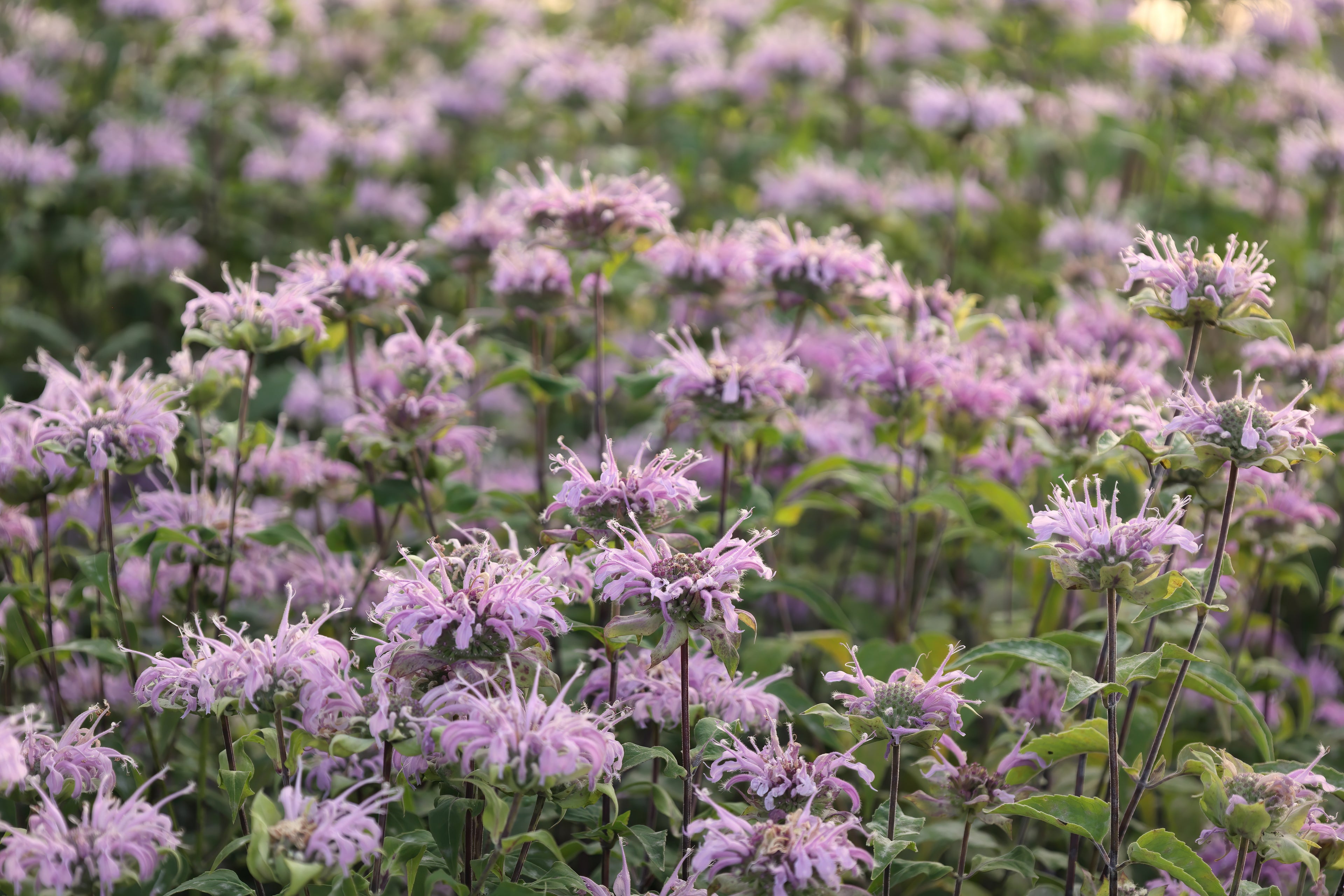 Bee Balm