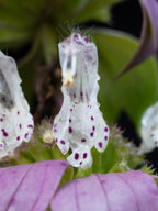 Spotted Bee Balm