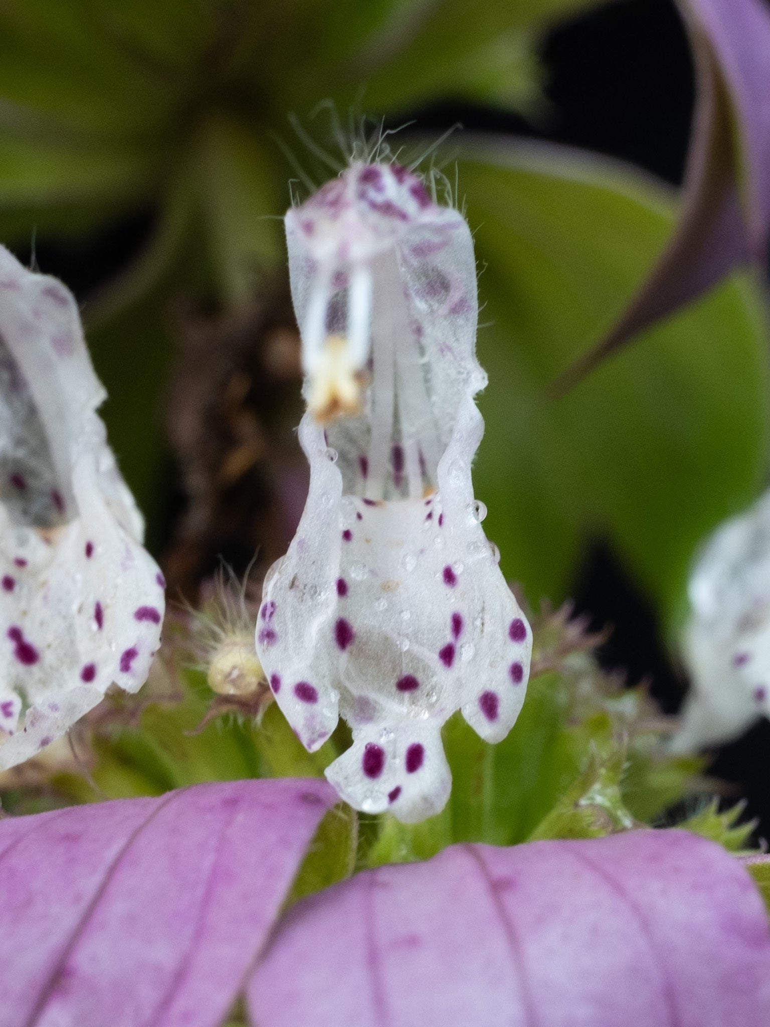Spotted Bee Balm