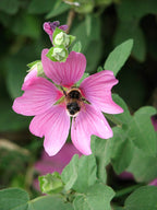 Musk mallow