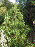 Wax Myrtle