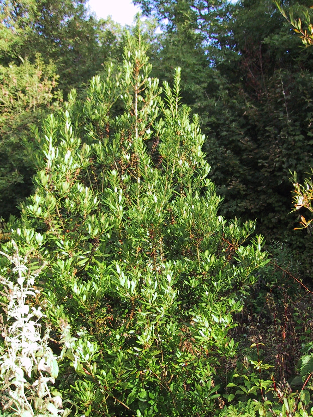 Wax Myrtle