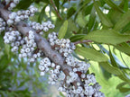 Northern Bayberry