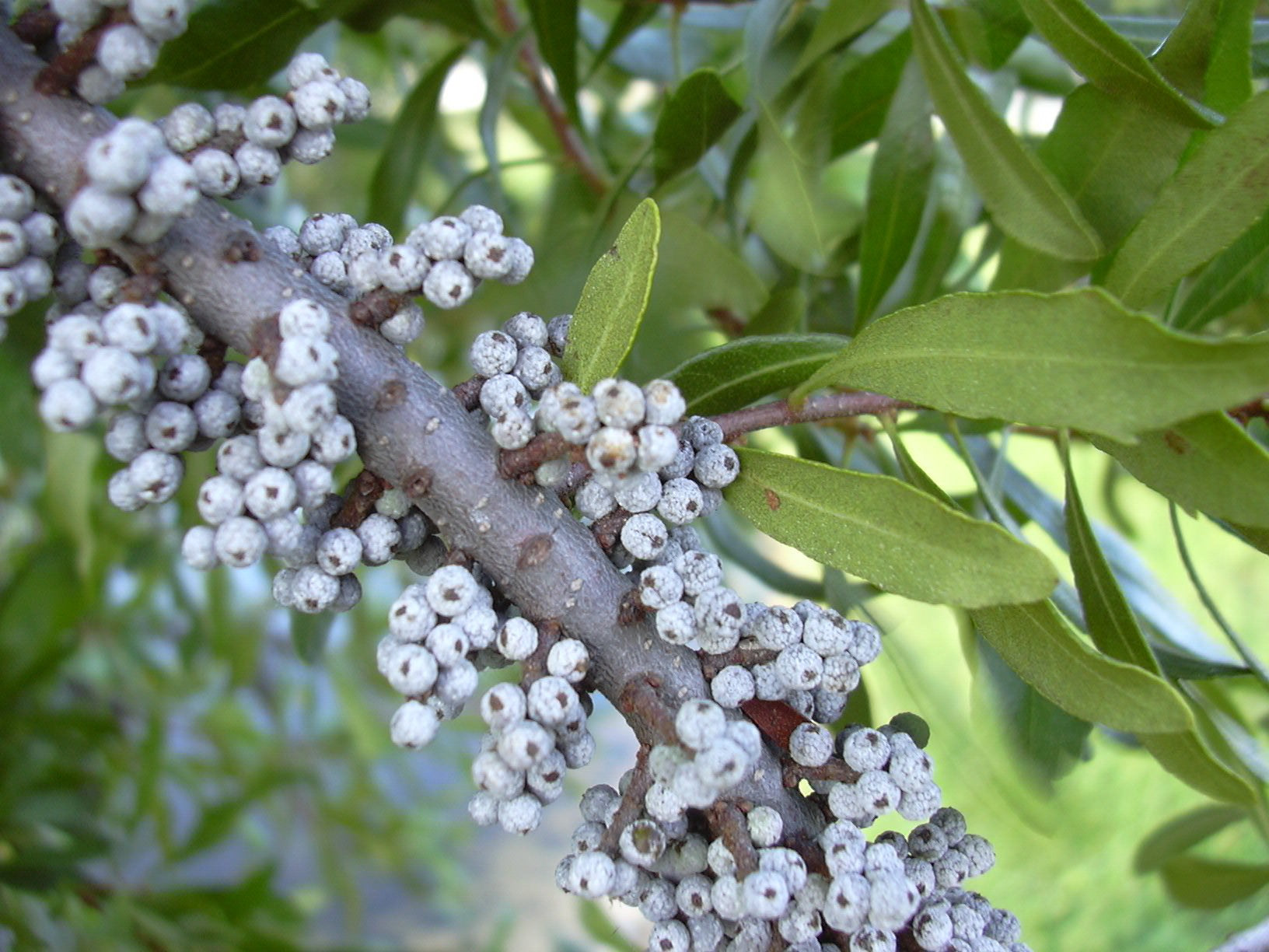Northern Bayberry