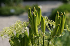 Sweet Cicely