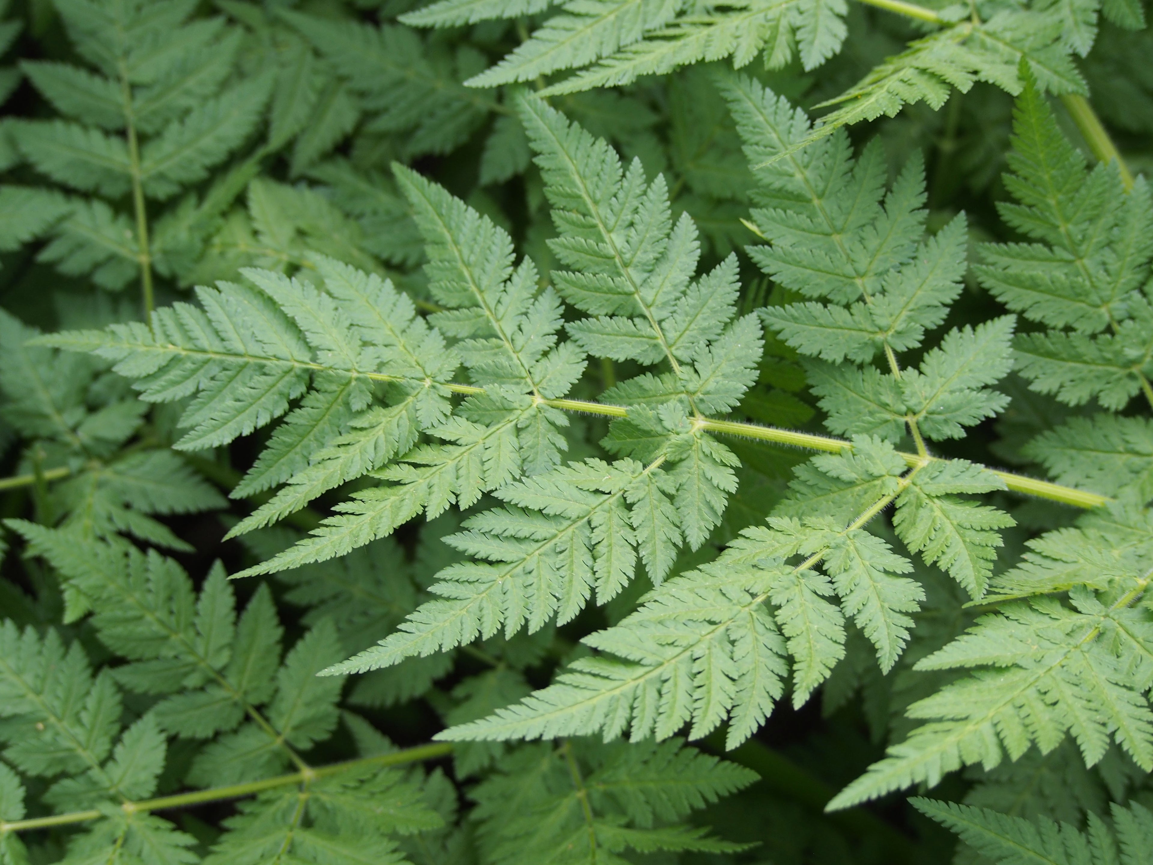 Sweet Cicely