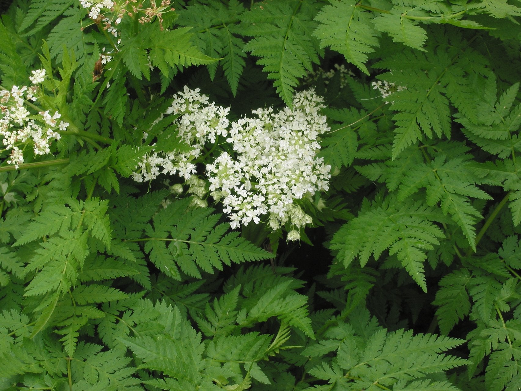 Sweet Cicely