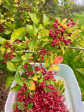 Nepalese pepper