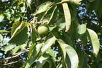 Butternut 'Beckwith'