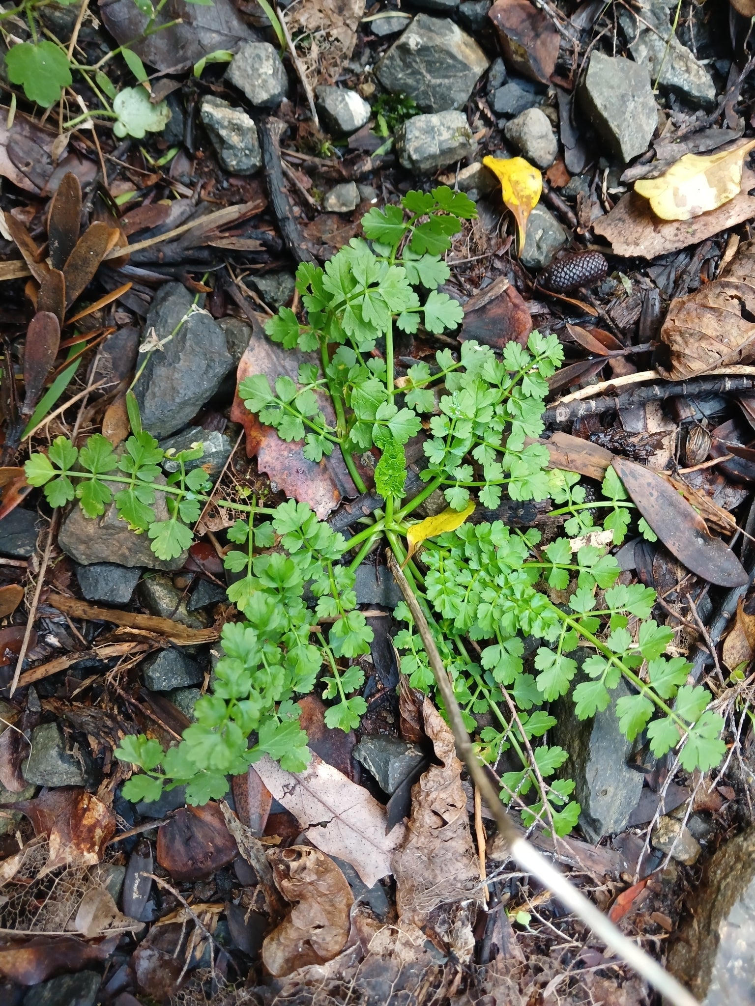 Corky-fruited Water-dropwort
