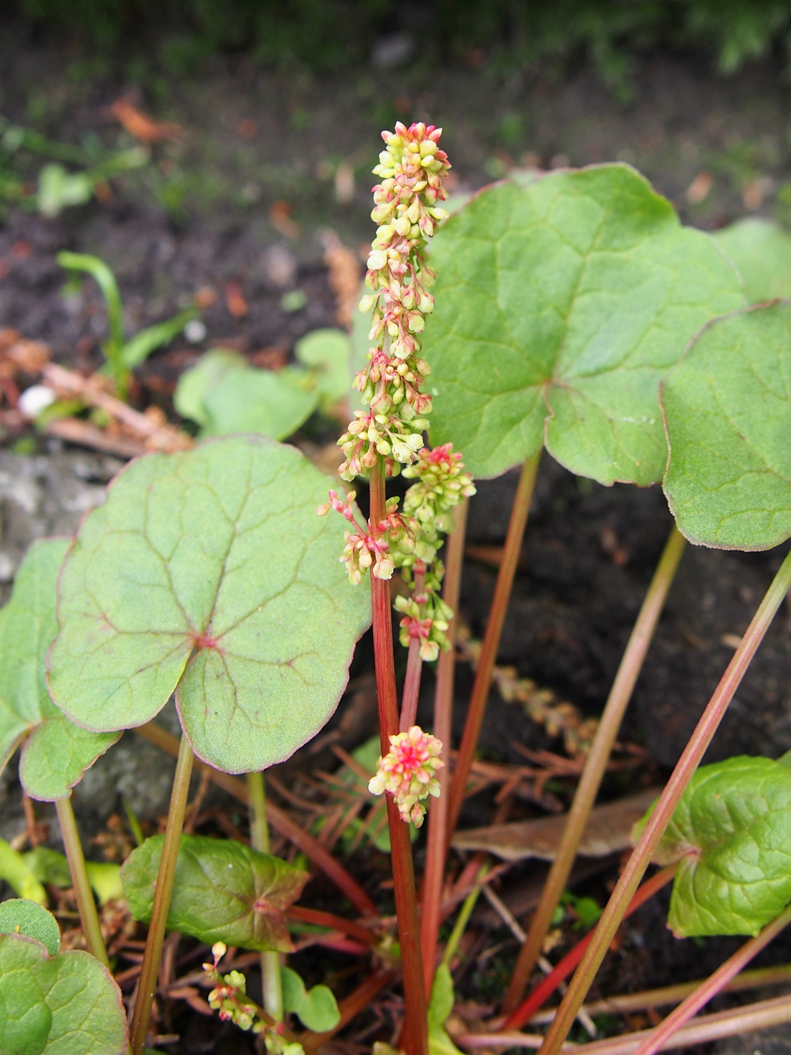 Mountain Sorrel