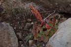 Mountain Sorrel