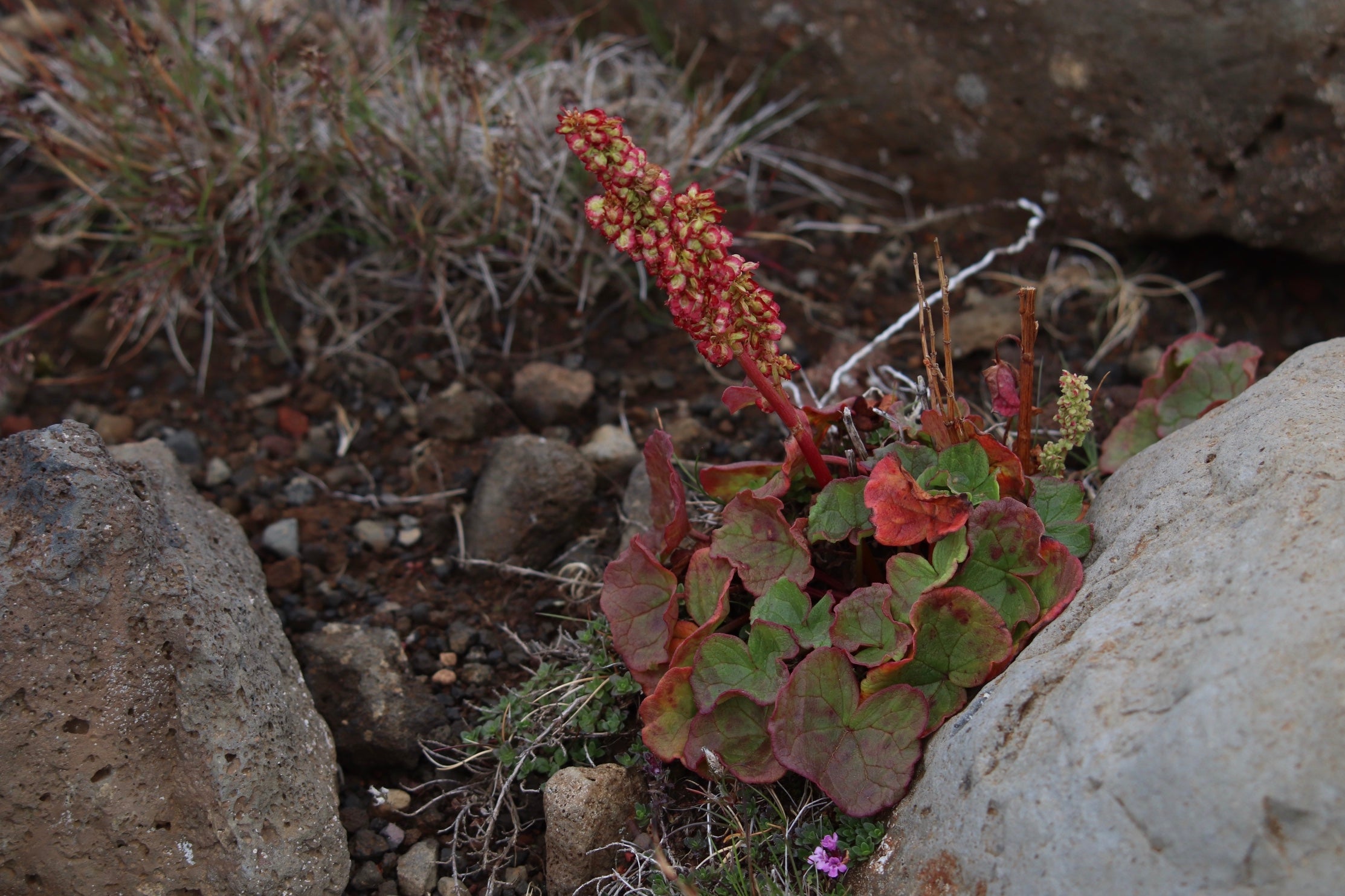 Mountain Sorrel