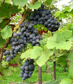 Grape 'Pinot Noir Précoce'