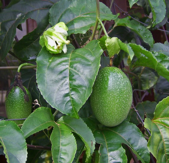 Yellow Passion Fruit