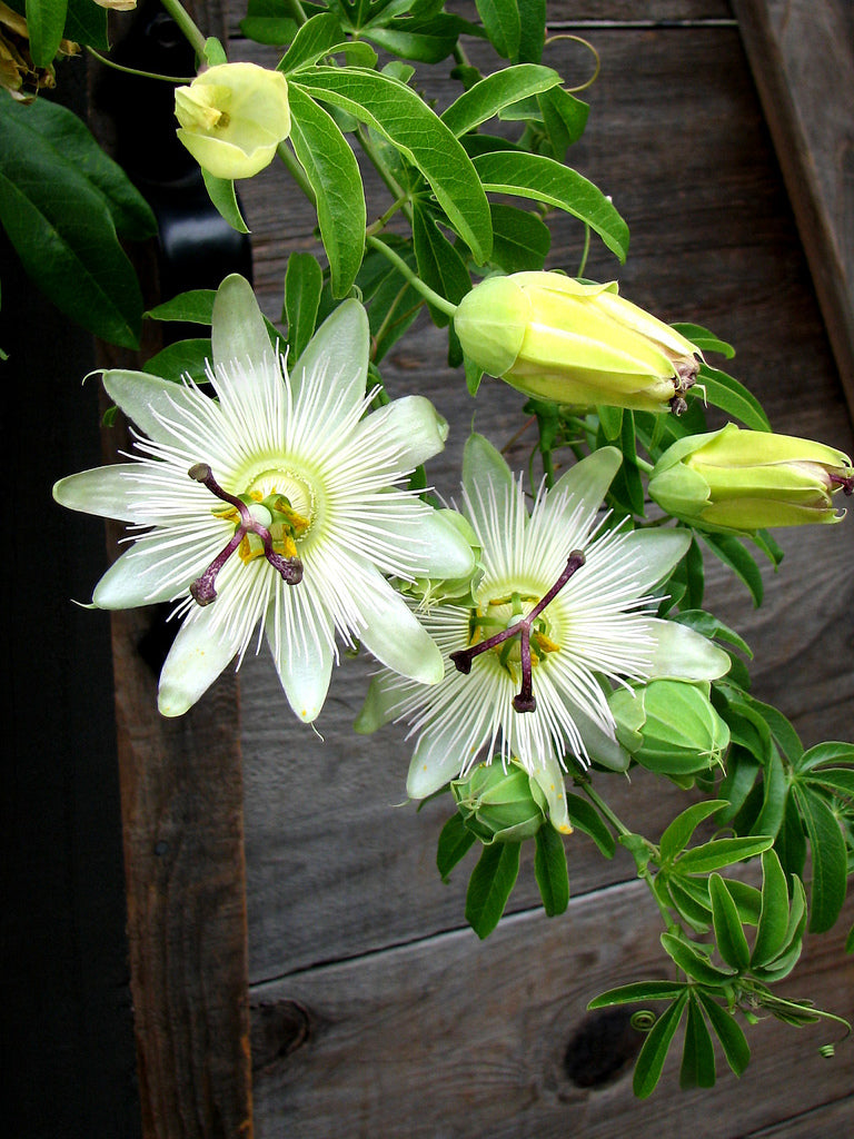Passion Fruit 'Constance Elliott'