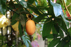 Passion Fruit 'Constance Elliott'